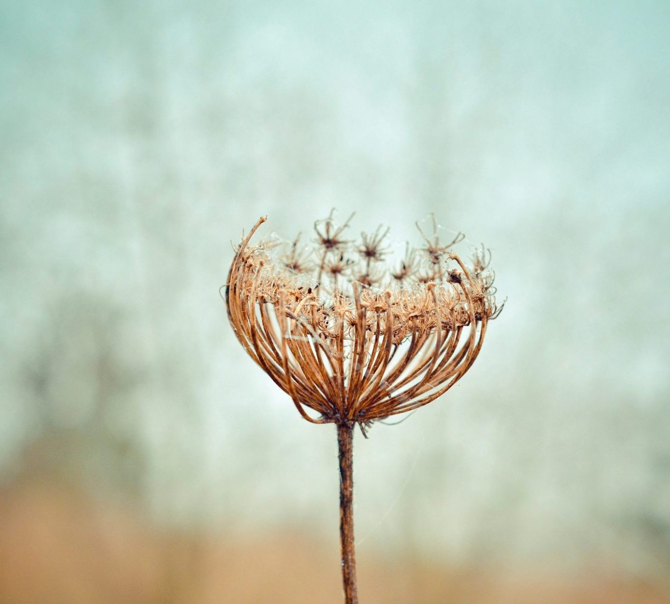 Trockene Blüte mit feinen Samenständen vor unscharfem Hintergrund.